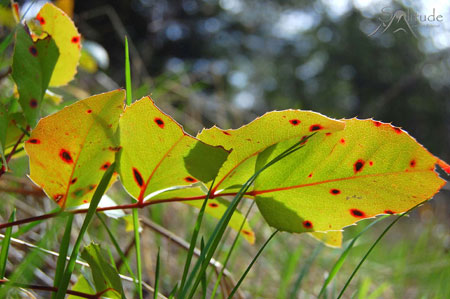 Colorful spring plants emerge in the spring at Mountain Light Retreat